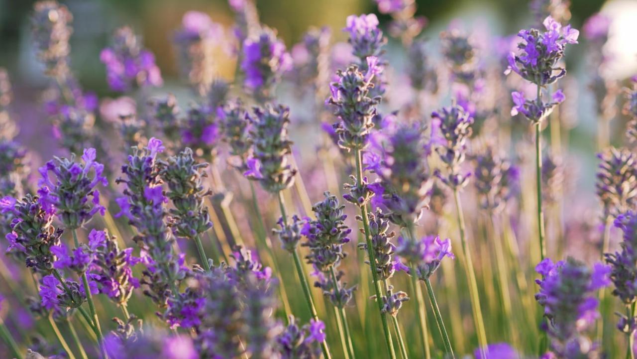 Lavanda Sveti Lovreč Pazenatički Buitenkant foto